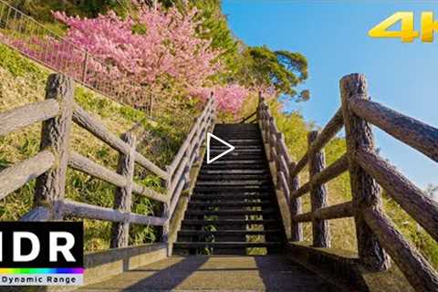 4K HDR // Relaxing Morning Beach & Sakura Walk - Kawazu, Japan