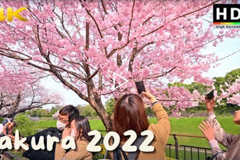 4K HDR // Japan Cherry Blossoms 2022 - Imperial Palace Sakura