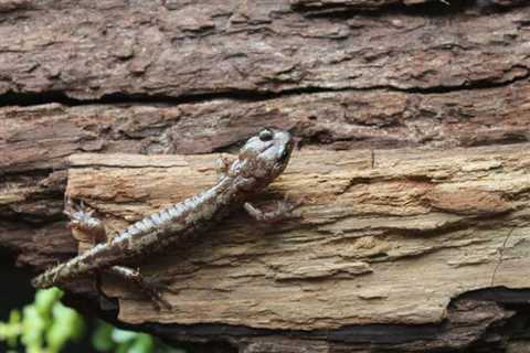 Skydiving salamanders live in world’s tallest trees