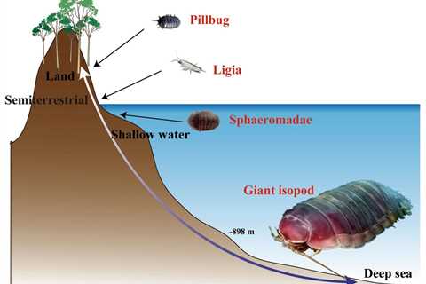 Genome Spotlight: Giant Isopod (Bathynomus jamesi)