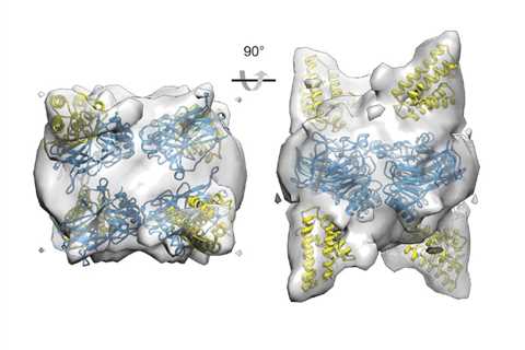 Fusion with Spider Silk Increases Anti-Cancer Protein’s Stability