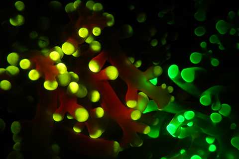 Scientists Have Finally Discovered Why Deep-Sea Corals Glow in The Dark