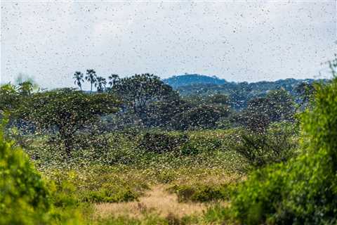 Genome Spotlight: Desert Locust (Schistocerca gregaria)