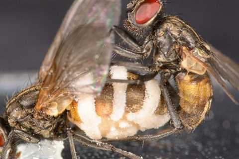 This Horrifying Zombie Fungus Forces Males to Mate With The Dead. Now We Know How