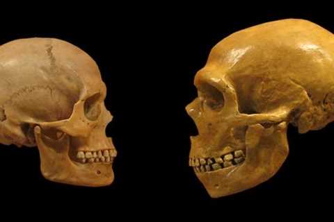 Scientists May Have Found a Key Shift Between The Brains of Humans And Neanderthals