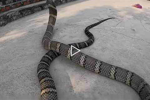 King cobra caught on camera