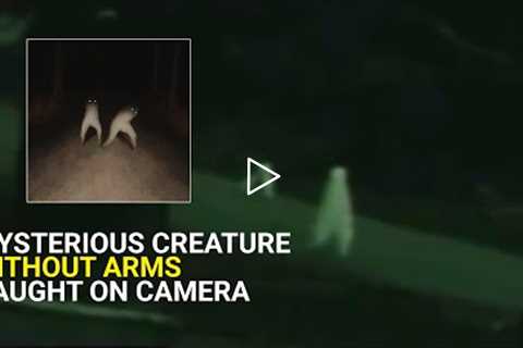 Mysterious creature, without arms, moving in America, caught on camera