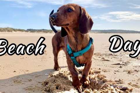 Mini Dachshund Puppy''''s First Time at the Beach