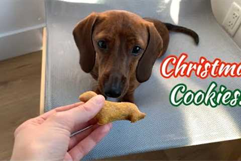 Baking Dog Christmas Cookies with Our Mini Dachshund