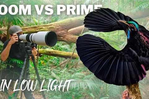 EXTREME LOW LIGHT Photography | Birds of Paradise in the dark forest