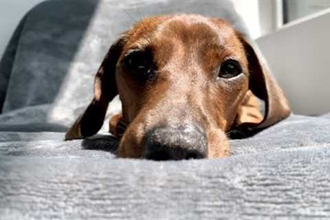 If it''s cozy, I dozy! Mini dachshund edition