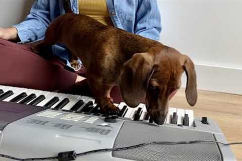 Curious mini dachshund tries new things