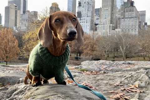 Mini dachshund explores Central Park!