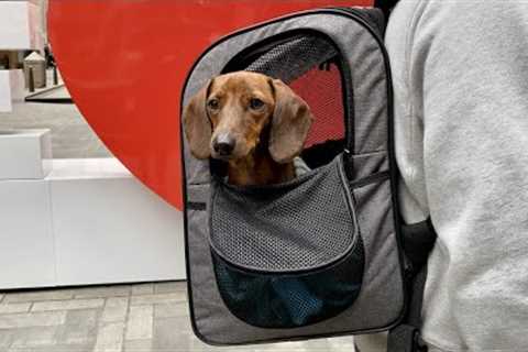 Mini dachshund enjoys the Christmas season in NYC