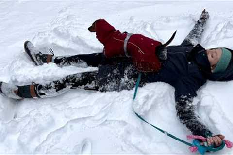 Mini dachshund plays in the snow!