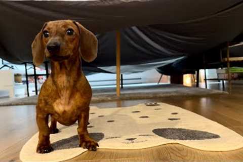 Mini dachshund''s dog fort!