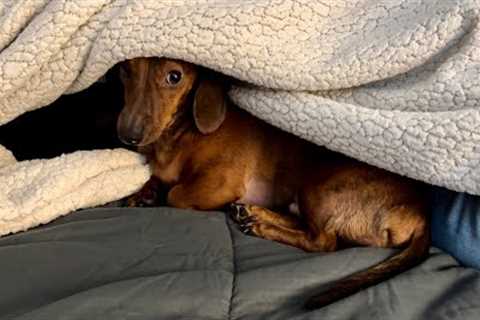 Mini dachshund loves to spoon