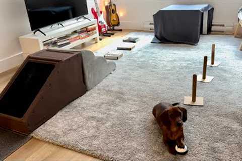 Mini dachshund attempts a dog obstacle course