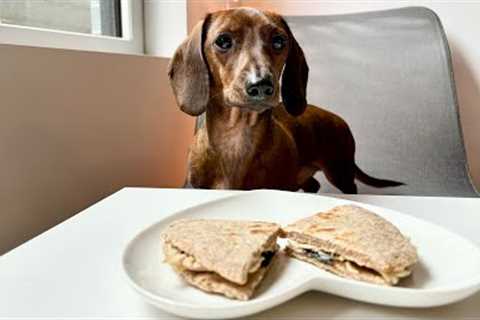 Mini dachshund tries chicken quesadillas!