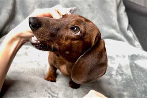 Brushing mini dachshund''s teeth