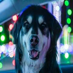 Pet-Friendly Lighting Displays in Austin, Texas: A Guide for Pet Owners