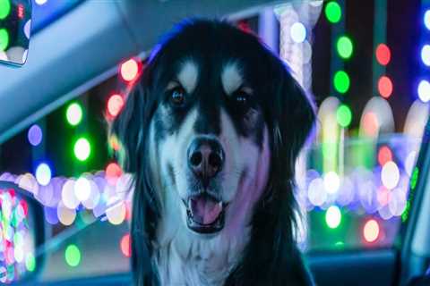 Pet-Friendly Lighting Displays in Austin, Texas: A Guide for Pet Owners