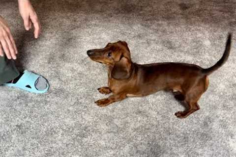 Mini dachshund plays tag!