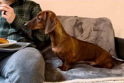 Mini dachshund practices self-control