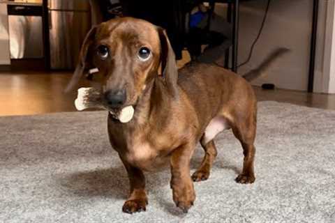 Mini dachshund tries to find his bone!