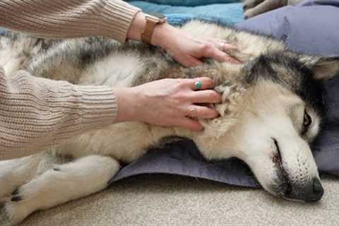 10 Year Old Husky Gets A Massage! But NOT The Toe Beans!