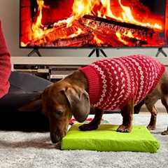 Mini dachshund opens his Christmas presents!