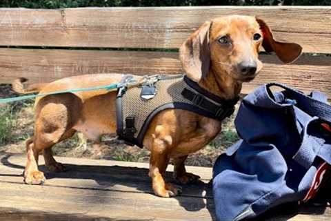 Mini dachshund on a new adventure!✈️