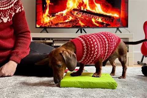 Mini dachshund opens his Christmas presents!