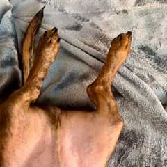 Mini dachshund''s goofy little legs
