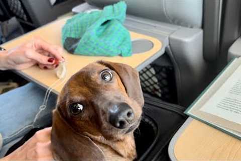 Mini dachshund visits the capital!