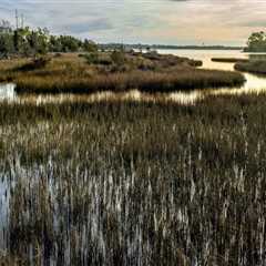 The Vital Role of Wetlands in Preserving Natural Resources in Currituck County, NC