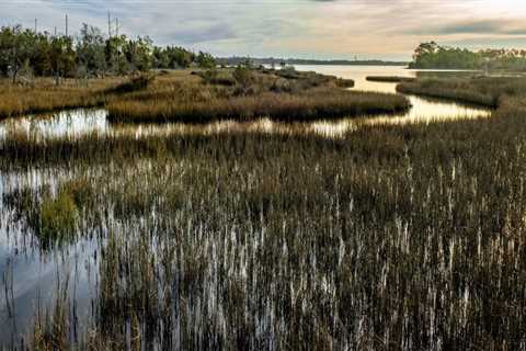 The Vital Role of Wetlands in Preserving Natural Resources in Currituck County, NC