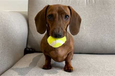 Mini dachshund believes one ball rules them all