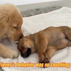 The golden retriever is very sad and suspects that the puppy is dead, so he is trying to save puppy!