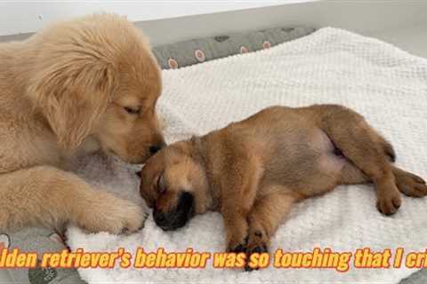 The golden retriever is very sad and suspects that the puppy is dead, so he is trying to save puppy!