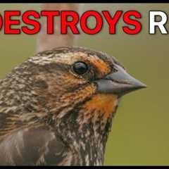 Canon R7 Destroys R5 II For Wildlife?!  Full Frame Quality vs Crop Reach
