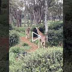 Giraffes