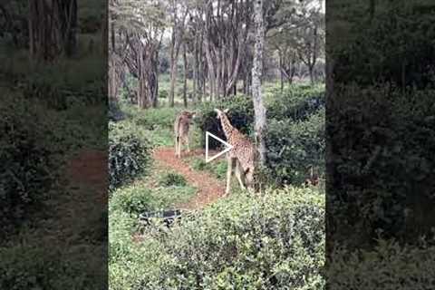 Giraffes